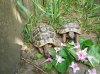Schildkröten2.jpg